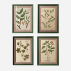An Antique Set of Framed Botanical Study Prints by Johann Wilhelm Weinmann