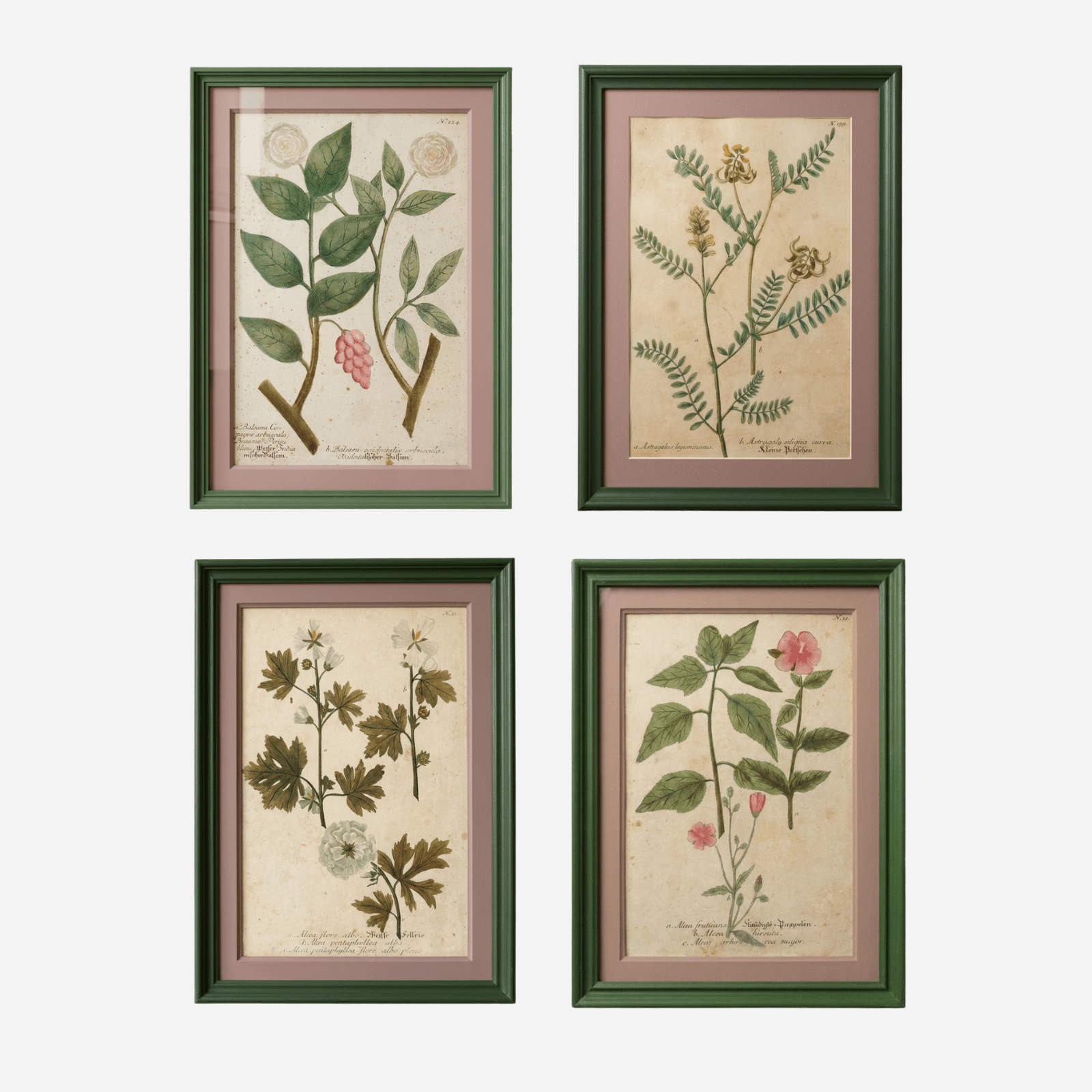 An Antique Set of Framed Botanical Study Prints by Johann Wilhelm Weinmann
