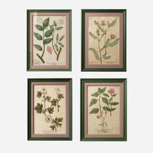 An Antique Set of Framed Botanical Study Prints by Johann Wilhelm Weinmann