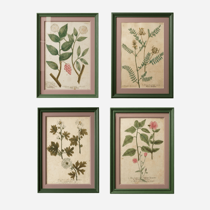 An Antique Set of 4 Framed Botanical Study Prints by Johann Wilhelm Weinmann