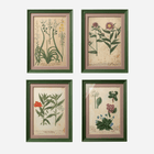 An Antique Set of Framed Botanical Study Prints by Johann Wilhelm Weinmann