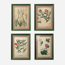 An Antique Set of Framed Botanical Study Prints by Johann Wilhelm Weinmann