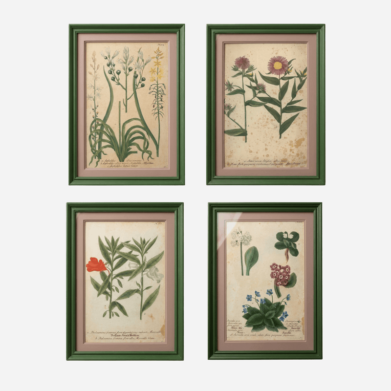 An Antique Set of 4 Framed Botanical Study Prints by Johann Wilhelm Weinmann