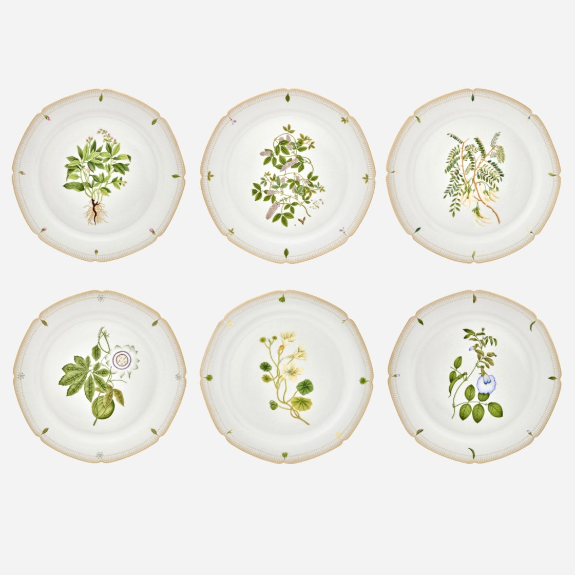 Botanicals Dinner Plate - Set of 6