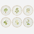 Botanicals Dinner Plate - Set of 6