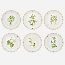 Botanicals Dinner Plate - Set of 6
