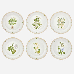 Botanicals Dinner Plate - Set of 6