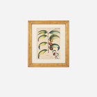 An Antique Set of 4 Framed Botanical Study Prints by Nikolaus Joseph von Jacquin