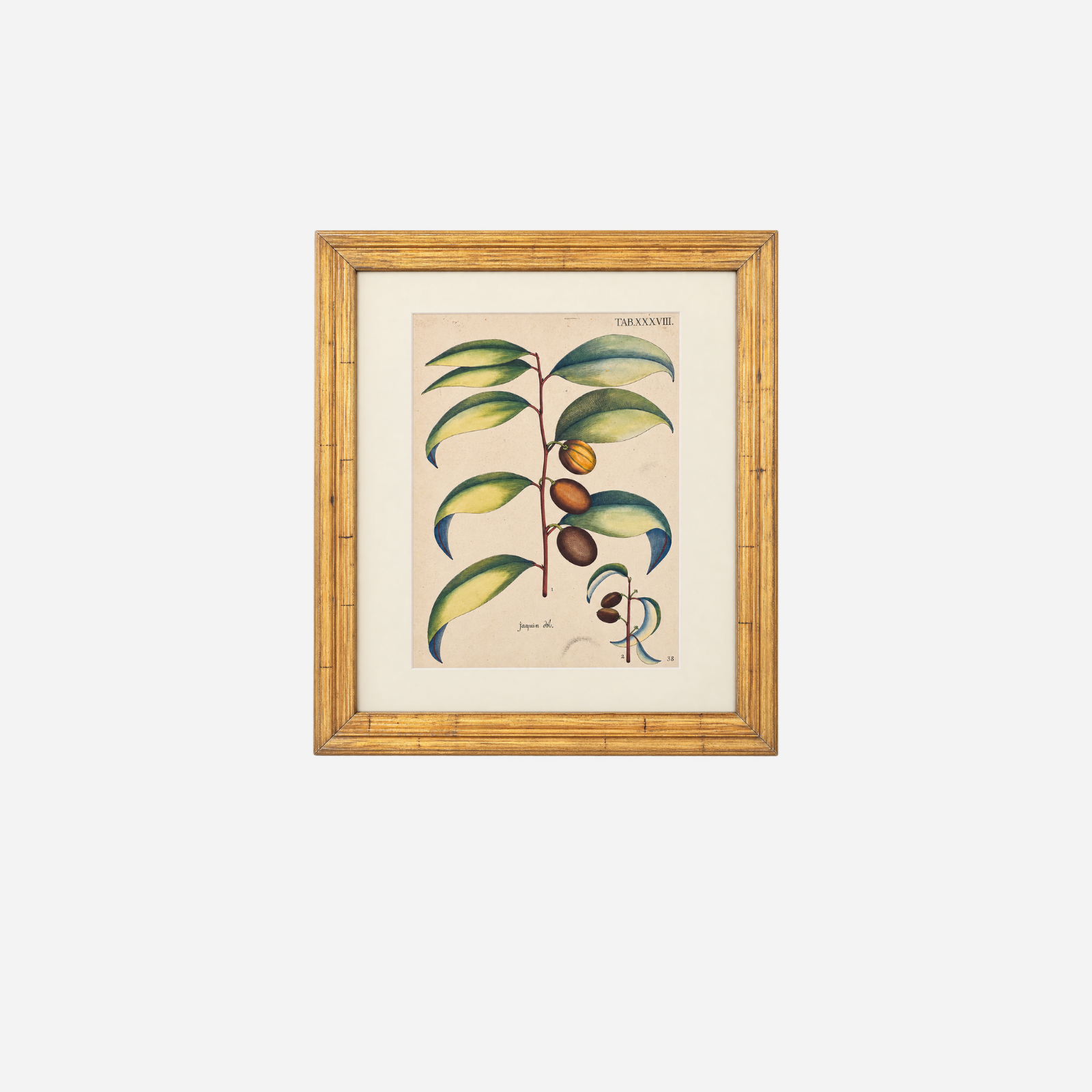 An Antique Set of 4 Framed Botanical Study Prints by Nikolaus Joseph von Jacquin