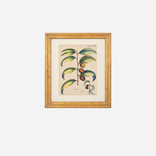 An Antique Set of 4 Framed Botanical Study Prints by Nikolaus Joseph von Jacquin