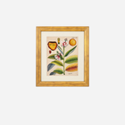 An Antique Set of 4 Framed Botanical Study Prints by Nikolaus Joseph von Jacquin
