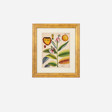 An Antique Set of 4 Framed Botanical Study Prints by Nikolaus Joseph von Jacquin