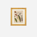 An Antique Set of 4 Framed Botanical Study Prints by Nikolaus Joseph von Jacquin