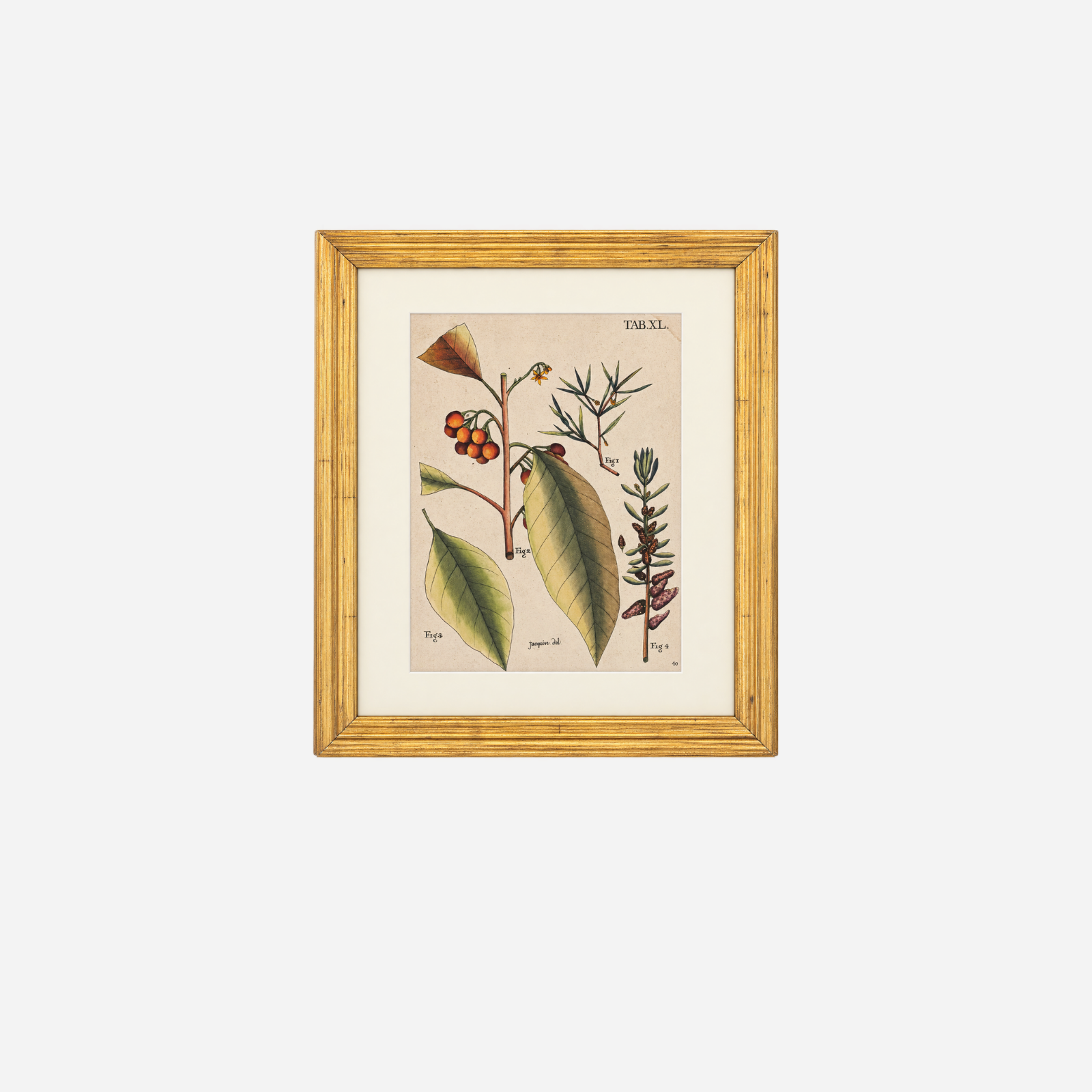 An Antique Set of 4 Framed Botanical Study Prints by Nikolaus Joseph von Jacquin