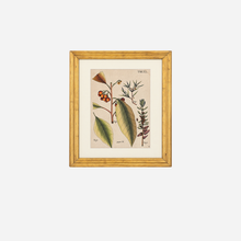 An Antique Set of 4 Framed Botanical Study Prints by Nikolaus Joseph von Jacquin