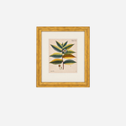 An Antique Set of 4 Framed Botanical Study Prints by Nikolaus Joseph von Jacquin