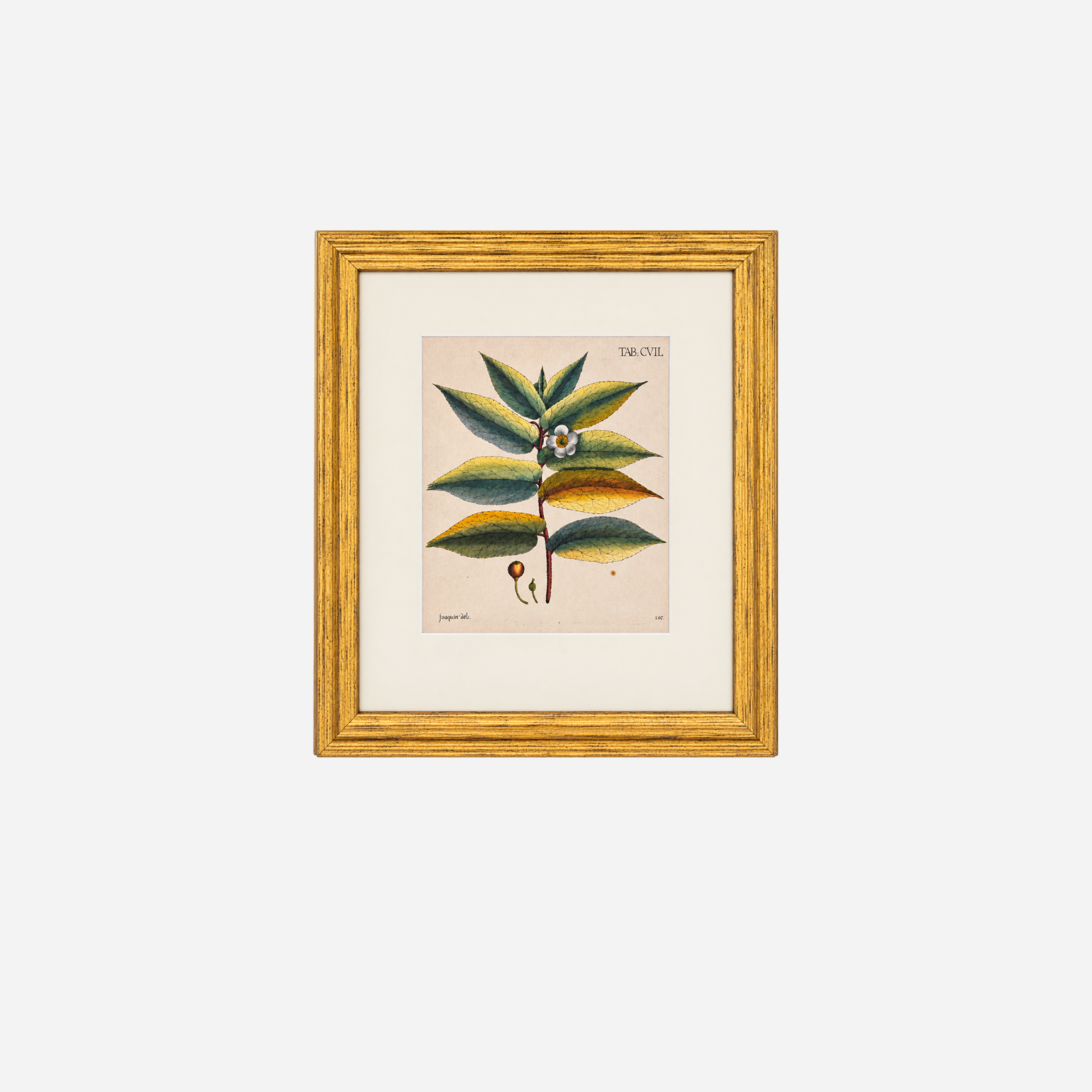 An Antique Set of 4 Framed Botanical Study Prints by Nikolaus Joseph von Jacquin