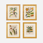 An Antique Set of 4 Framed Botanical Study Prints by Nikolaus Joseph von Jacquin