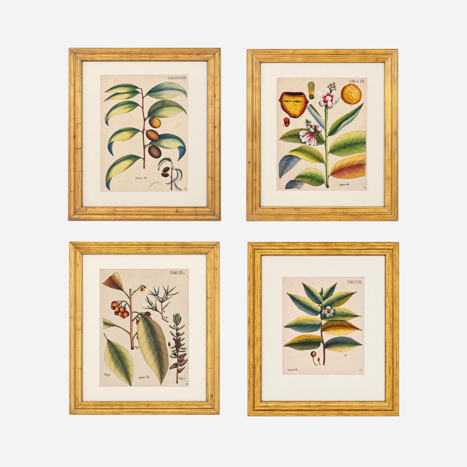 An Antique Set of 4 Framed Botanical Study Prints by Nikolaus Joseph von Jacquin