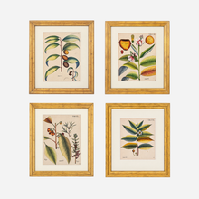 An Antique Set of 4 Framed Botanical Study Prints by Nikolaus Joseph von Jacquin