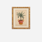 An Antique Set of 4 Framed Aloe Botanical Study Prints by Johann Wilhelm Weinmann
