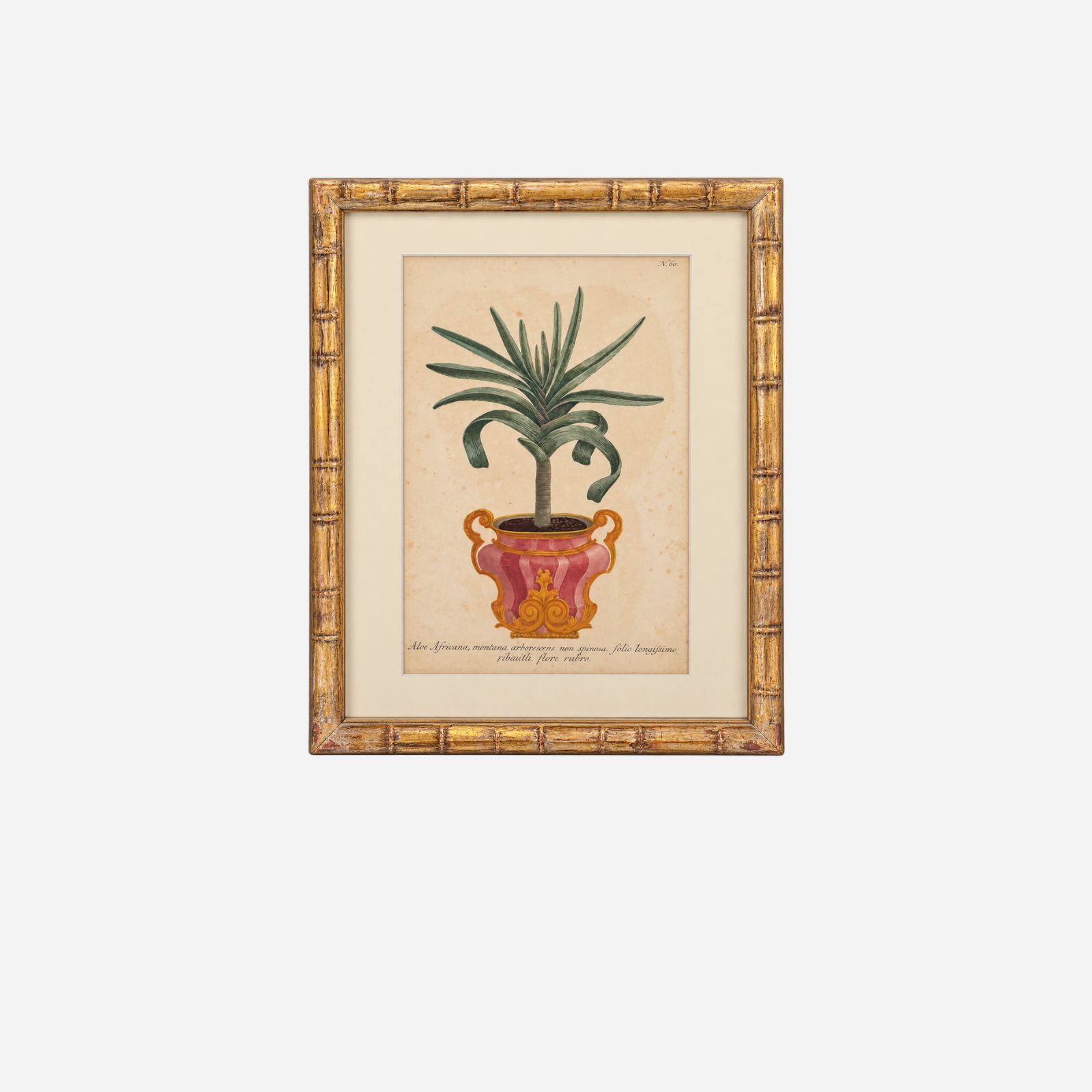 An Antique Set of 4 Framed Aloe Botanical Study Prints by Johann Wilhelm Weinmann