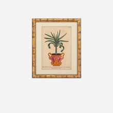 An Antique Set of 4 Framed Aloe Botanical Study Prints by Johann Wilhelm Weinmann