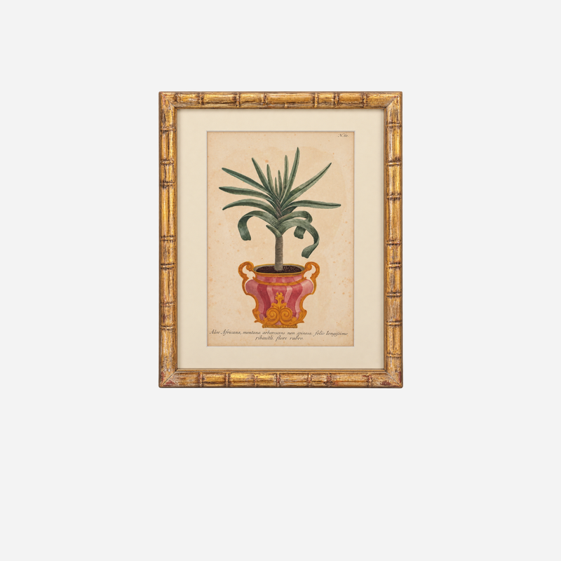 An Antique Set of 4 Framed Aloe Botanical Study Prints by Johann Wilhelm Weinmann