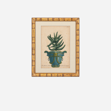 An Antique Set of 4 Framed Aloe Botanical Study Prints by Johann Wilhelm Weinmann
