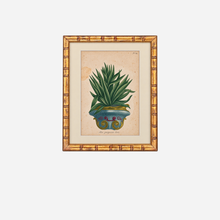 An Antique Set of 4 Framed Aloe Botanical Study Prints by Johann Wilhelm Weinmann