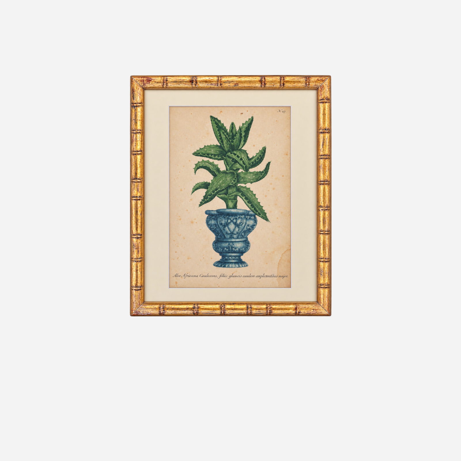 An Antique Set of 4 Framed Aloe Botanical Study Prints by Johann Wilhelm Weinmann