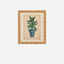 An Antique Set of 4 Framed Aloe Botanical Study Prints by Johann Wilhelm Weinmann