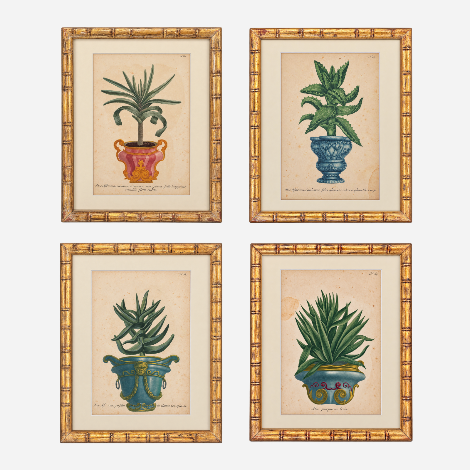 An Antique Set of 4 Framed Aloe Botanical Study Prints by Johann Wilhelm Weinmann