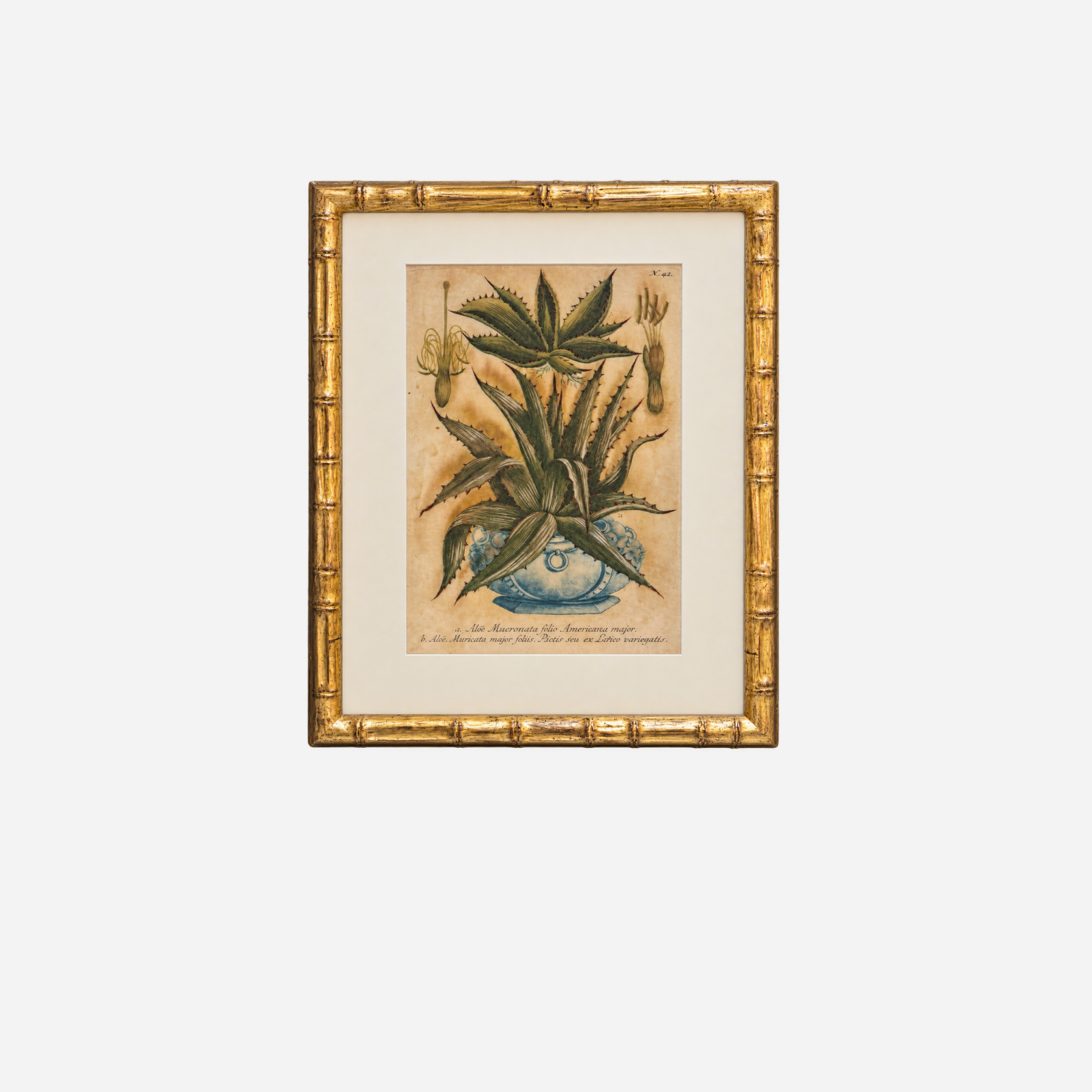 An Antique Framed Aloe Botanical Study Print by Johann Wilhelm Weinmann