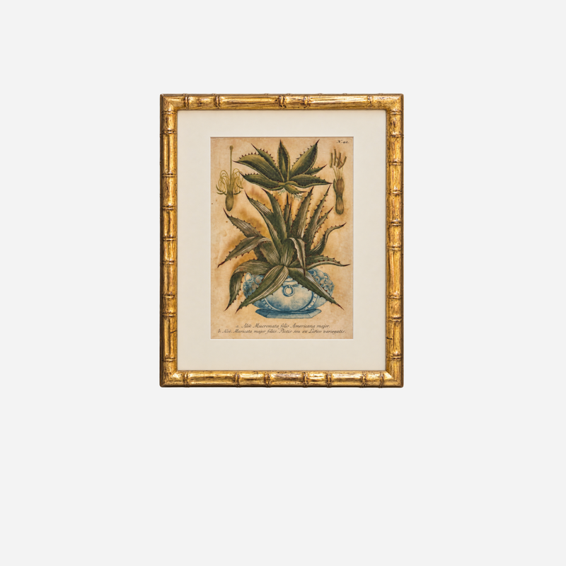 An Antique Framed Aloe Botanical Study Print by Johann Wilhelm Weinmann