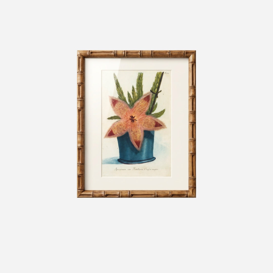 An 18th Century Exotic Flower Print No. 157 by Johann Wilhelm Weinmann