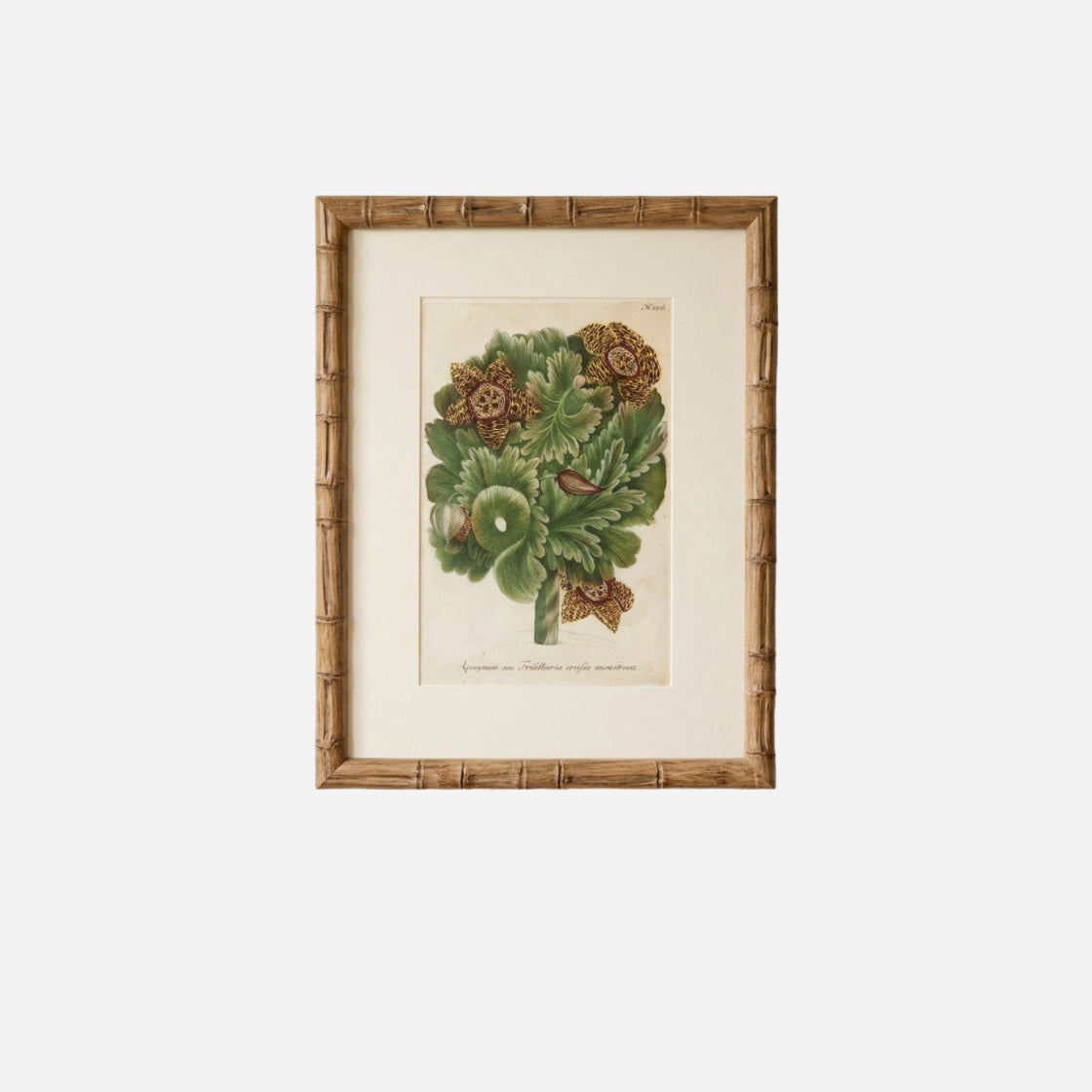 An 18th Century Exotic Flower Print No. 156 by Johann Wilhelm Weinmann