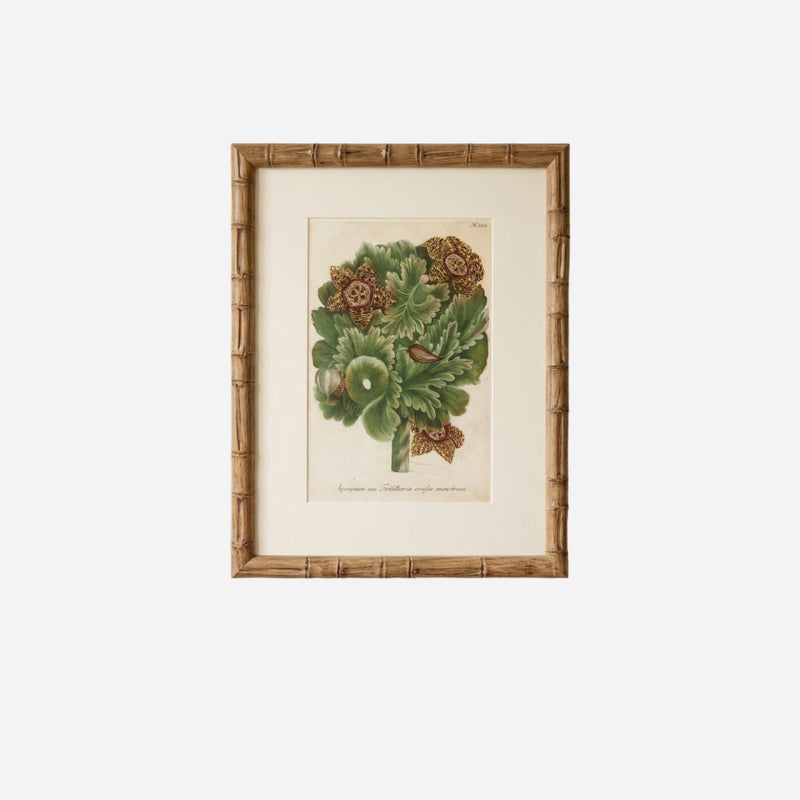 An 18th Century Exotic Flower Print No. 156 by Johann Wilhelm Weinmann