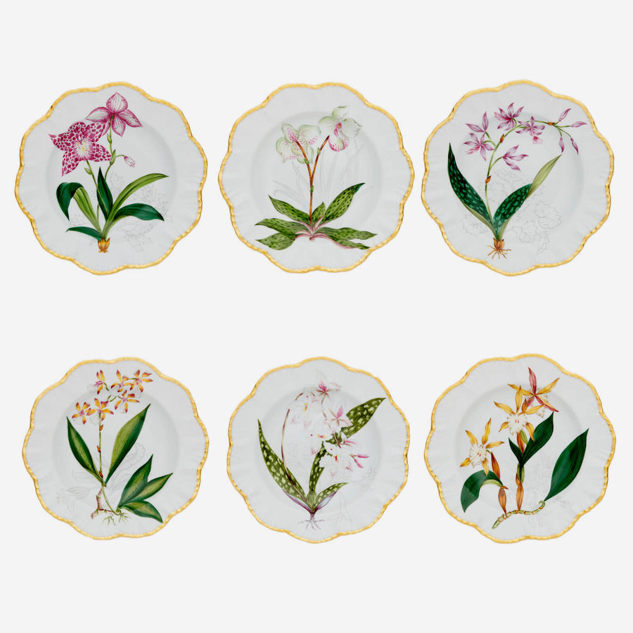 Alberto Pinto Histoires d'Orchidées Soup Plates - Set of 6