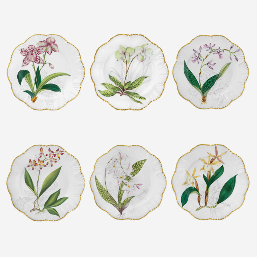 Alberto Pinto Histoires d'Orchidées Dinner Plates - Set of 6